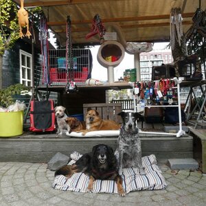 Hond en Kat aan de Zaan image 2