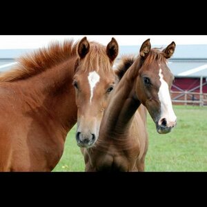 Manege Beukers image 3