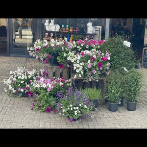 Bloeming Voor Yau image 3