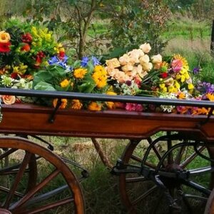 De Witte Vlinder Uitvaartbegeleiding image 1