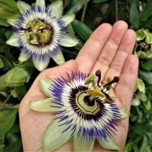 Transiko Therapie & Coaching image 3