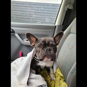 Bika Huisdierenservice image 2