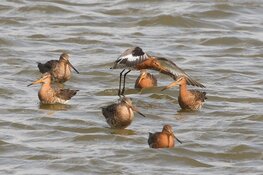 Zondag 10 maart spectaculaire vogelkijkdag bij Fort bij Krommeniedijk