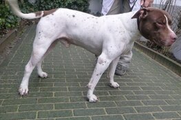 Hond gedumpt, eigenaar gezocht!