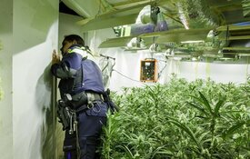 Rook leidt naar 'zeer gevaarlijke' wietplantage op slaapkamer Koog aan de Zaan