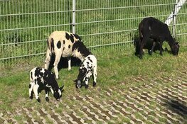 Lammetjes &#39;vrijgelaten&#39; in gevangenis Zaanstad