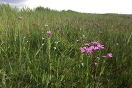 Koeien in de boot en bloemen voor weidevogels
