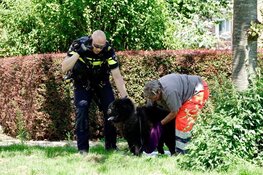 Hond gered van snikheet balkon