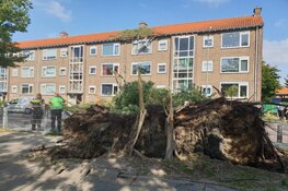 Boom op wooncomplex Krommenie