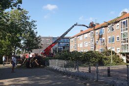 Boom op wooncomplex Krommenie