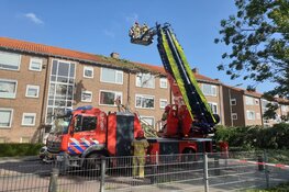 Boom op wooncomplex Krommenie