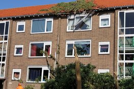 Boom op wooncomplex Krommenie