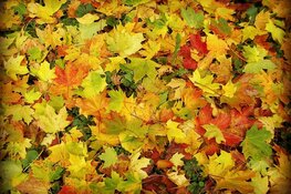 Loslaten voor ‘nieuw leven’