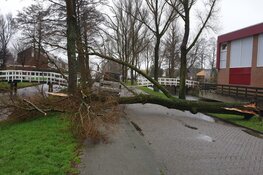 Boom op wegdek Assendelft