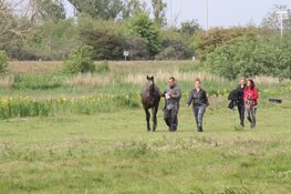 Paard uit sloot bevrijd in Westzaan