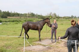 Paard uit sloot bevrijd in Westzaan
