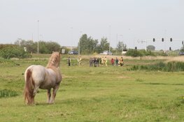 Paard uit sloot bevrijd in Westzaan