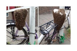 Vliegend volkje bezet 'bij-zondere' fiets in Zaandam