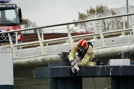 Meeuw vast met poot aan brug in Zaandam