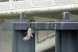 Meeuw vast met poot aan brug in Zaandam