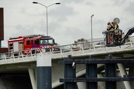Meeuw vast met poot aan brug in Zaandam