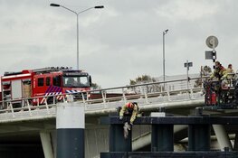 Meeuw vast met poot aan brug in Zaandam
