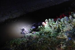 Bromfietsster te water in Westknollendam