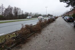 Automobiliste rijdt haar auto en heg stuk in Wormerveer