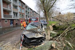 Grote boom verwoest auto in Zaandam