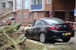 Grote boom verwoest auto in Zaandam