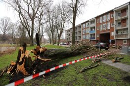 Grote boom verwoest auto in Zaandam