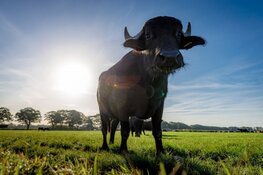 Albert Heijn breidt Streeckgenoten-assortiment uit