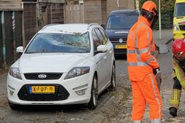 Automobiliste krijgt boom op haar dak tijdens het rijden