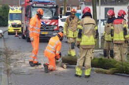 Automobiliste krijgt boom op haar dak tijdens het rijden