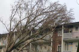 Boom waait tegen flatgebouw in Zaandam