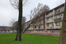 Boom waait tegen flatgebouw in Zaandam