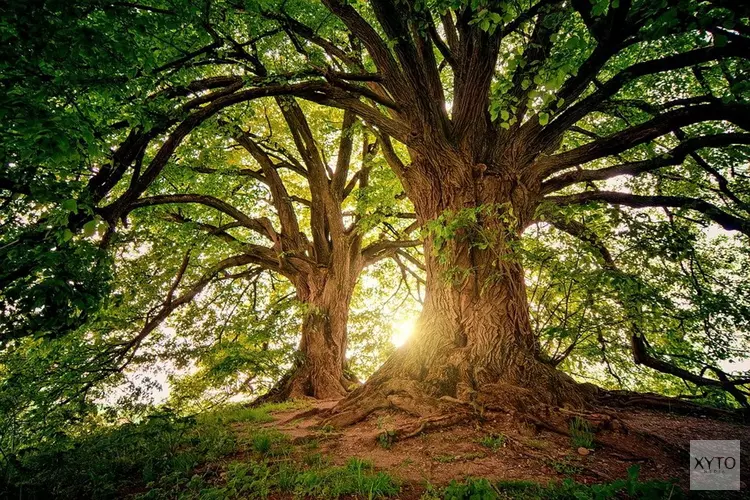 1596 extra bomen in Zaanstad