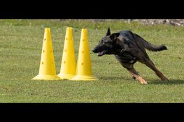 NH Polder Bokaal - 2 juli - promotie FCI Obedience