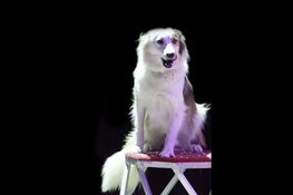 Circus Renz Olympia komt van 13 oktober t/m 16 oktober naar Zaandam