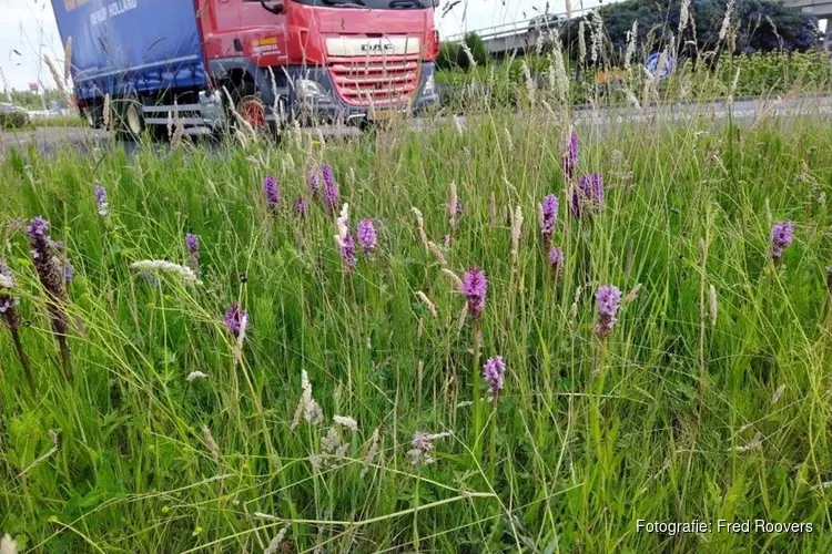Zaanstad rolt groene loper uit voor vlinder en wilde bij