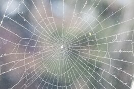 Koud begin van de week, vanaf woensdag wisselvallig