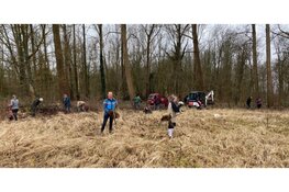 500 boompjes op het Hembrugterrein geoogst voor herplant in Zaanstad