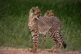 Spectaculaire natuurfilms in de Stoomhal in Wormer