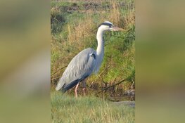 Op zondagochtend 21 mei a.s. organiseert IVN Afdeling Midden Kennemerland een fietsexcursie om De Krommenieër Woudpolder