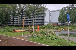 Meerdere bomen omgewaaid in Zaandijk