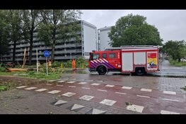 Meerdere bomen omgewaaid in Zaandijk