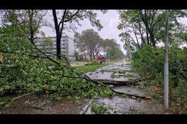 Meerdere bomen omgewaaid in Zaandijk