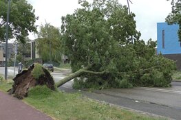 Veel bomen omgewaaid in Assendelft