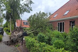 Veel bomen omgewaaid in Assendelft
