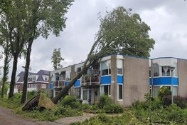 Boom op seniorencomplex in Krommenie